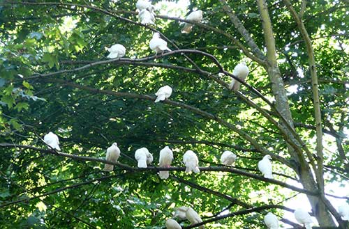 doves