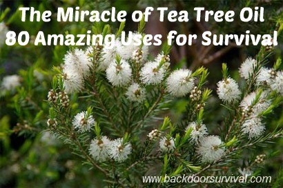 The Miracle of Tea Tree Oil: 80 Amazing Uses for Survival   Backdoor Survival