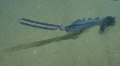 Deep Sea Explorers Saw A Creature They Can Hardly Believe Is Real 6