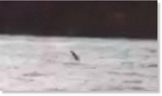Has Nessie finally been caught on video? Footage seems to show monster's head and neck emerging from Loch Ness water 6