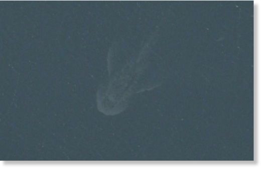 Has Nessie finally been caught on video? Footage seems to show monster's head and neck emerging from Loch Ness water 7