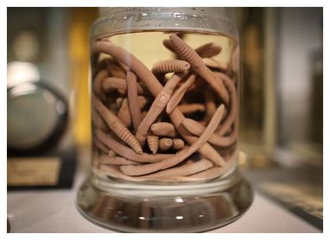 Earthworms rain down from skies over Norway, puzzling scientists 4