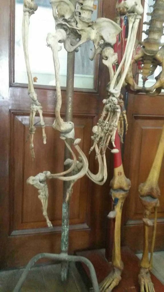 What's Hiding In This Innocent-Looking Museum In Thailand Is Seriously Freaky 36
