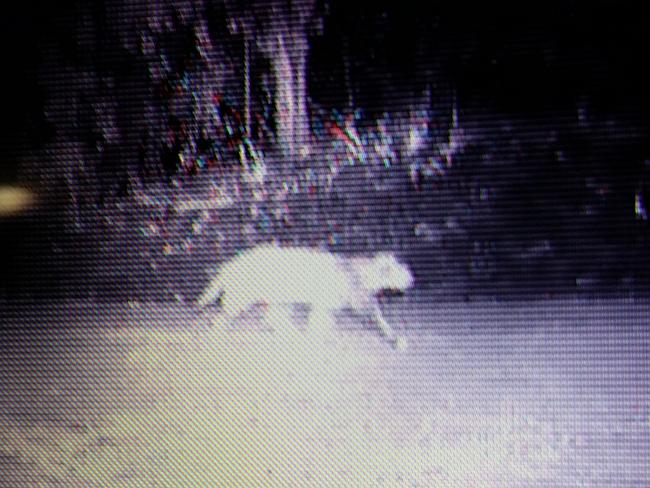 Is this photo proof Ourimbah panther exists?