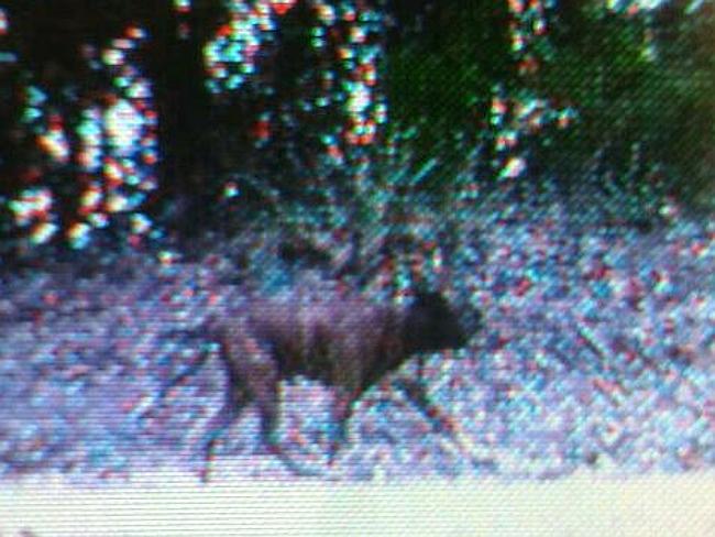 Could this be the infamous ‘Ourimbah panther’. Photo supplied