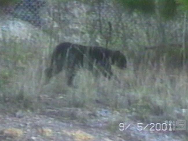 Bush beast ... The mysterious Lithgow Panther. Picture: Supplied
