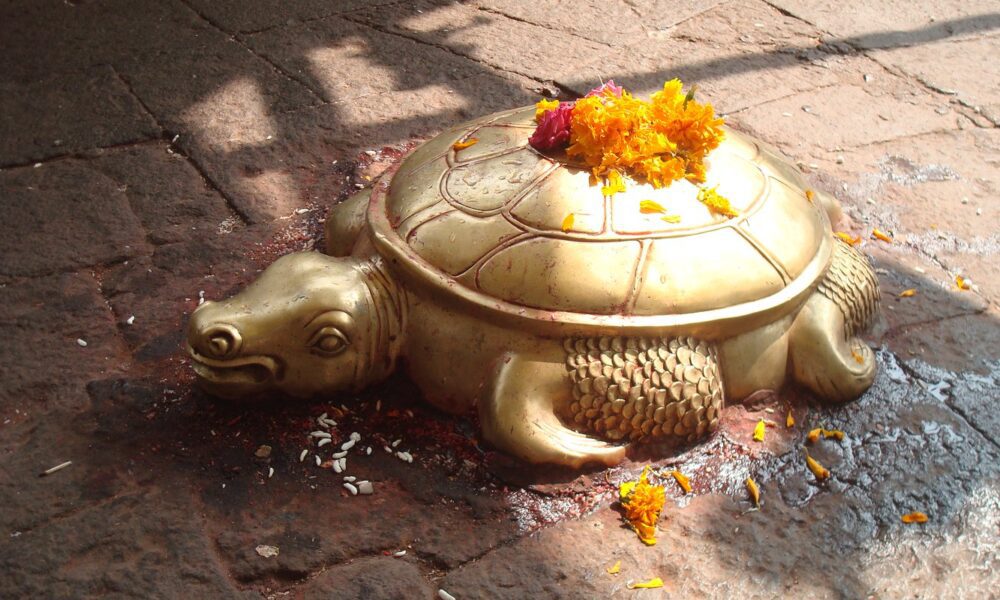 A Golden Turtle Was Found In Nepal She Is Compared To The Incarnation