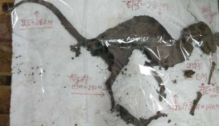 Исследователи нашли останки "Динозавра" с плотью, все еще прикрепленной к его костям 4