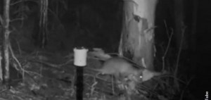 chupacabra-creepy-animal-caught-on-night-viision-camera-in-australia-137806