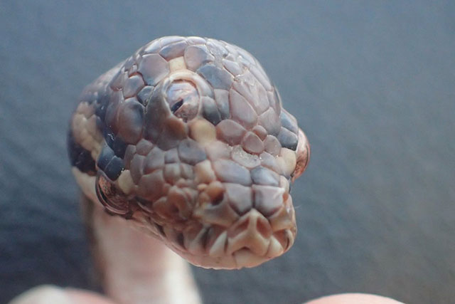Snake with three eyes discovered in Australia