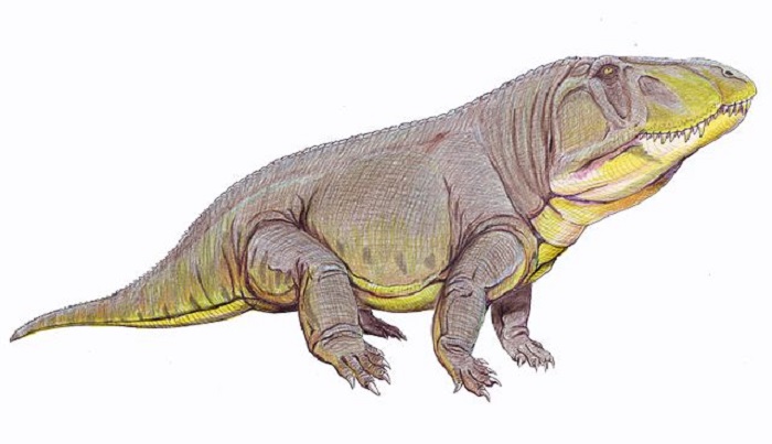 250 million years ago, extraordinary Garinia lived with huge heads 11
