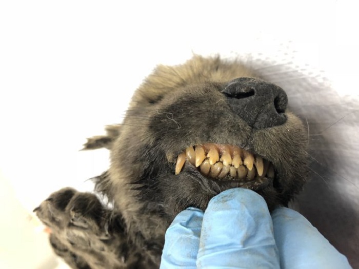 A perfectly preserved 18,000 year old puppy was found in the Siberian permafrost 13