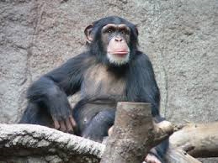 Australopithecines were less intelligent than modern apes 10