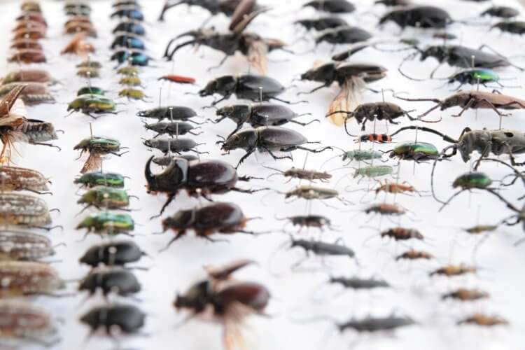 Insects and spiders quickly disappear from the face of the Earth. What does this threaten? 10
