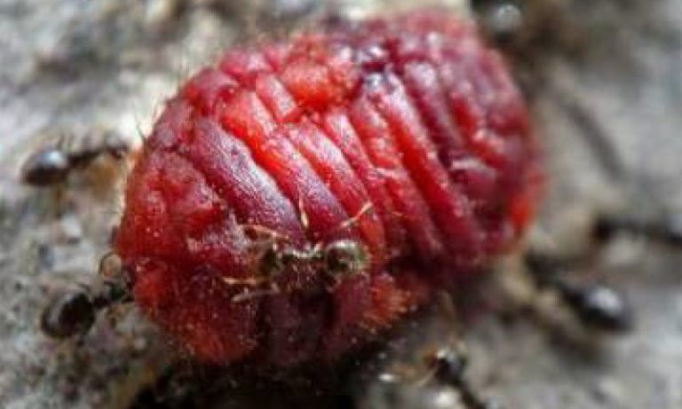 Coca-Cola's Mysterious Ingredient - Cochineal Insect Liquid • Soul:Ask ...