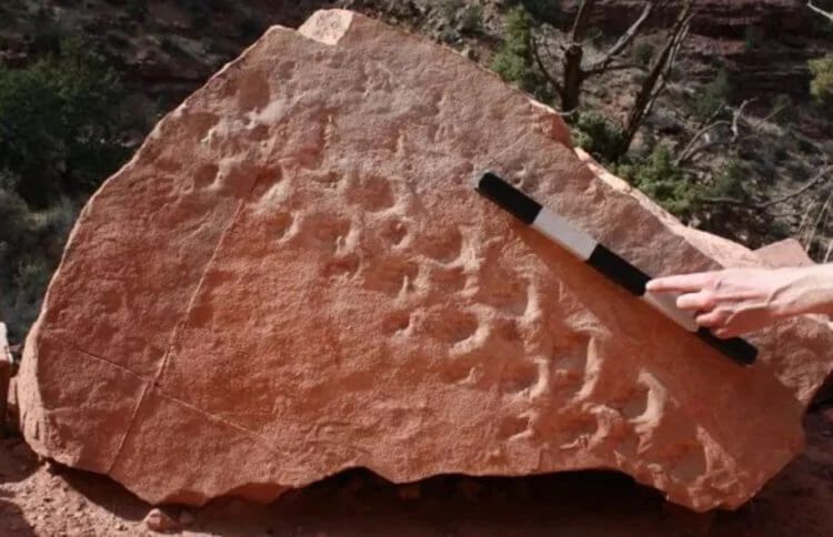В США обрушилась скала и обнаружила следы таинственных животных древности 2