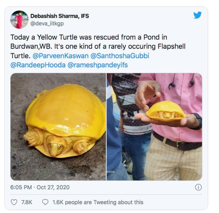Messages about yellow turtles began to appear on social networks.