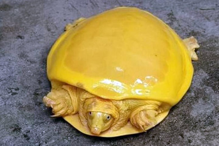 Yellow turtles are almost albino