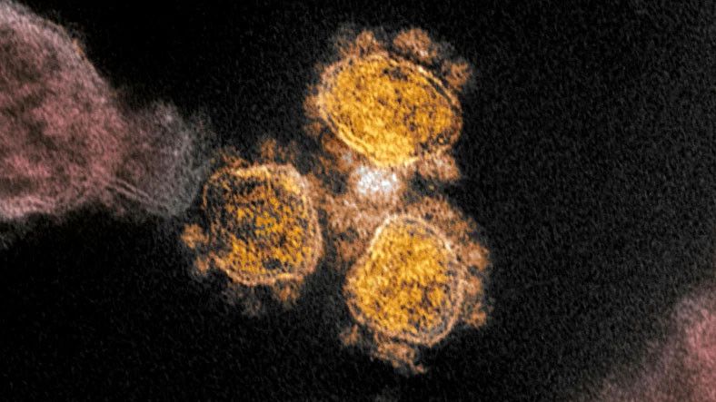 Suspicious hidden gene found in coronavirus genome 2