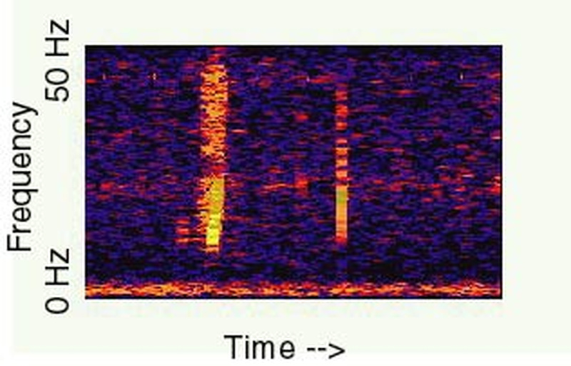 Спектрограмма "Булька" / © NOAA 