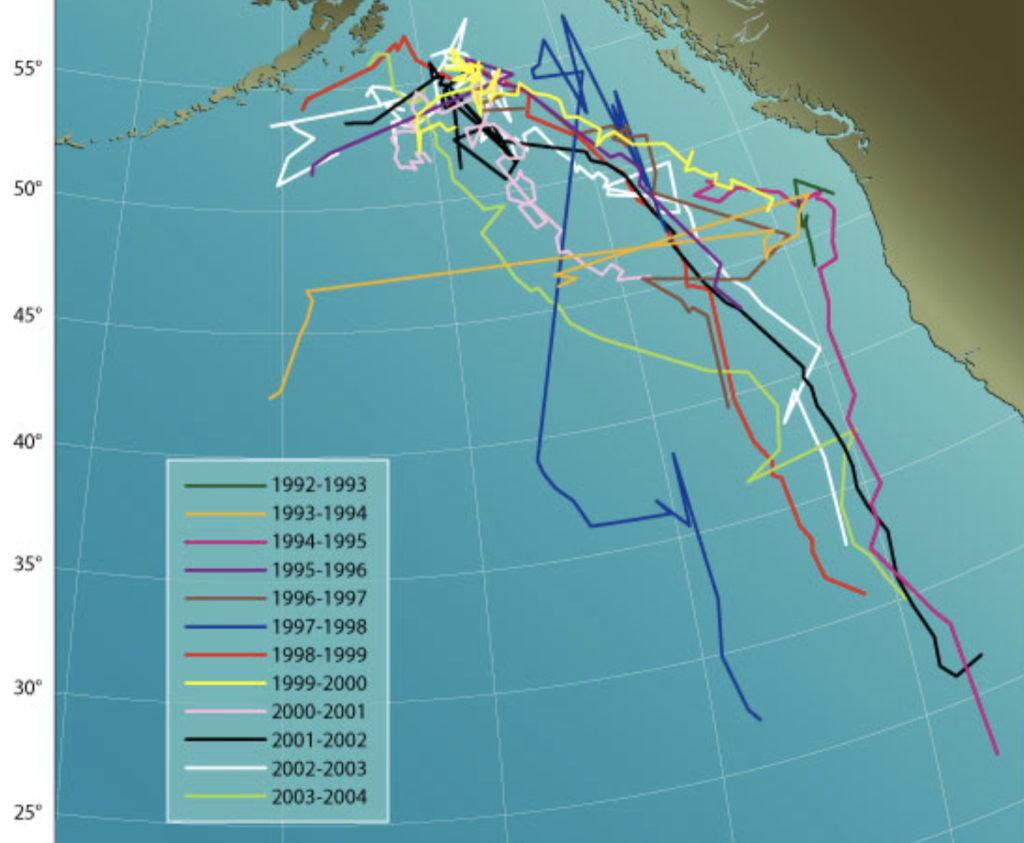 Migration map of a sound source identified as a "fifty-two hertz whale" / Woods Hole Oceanographic Institution