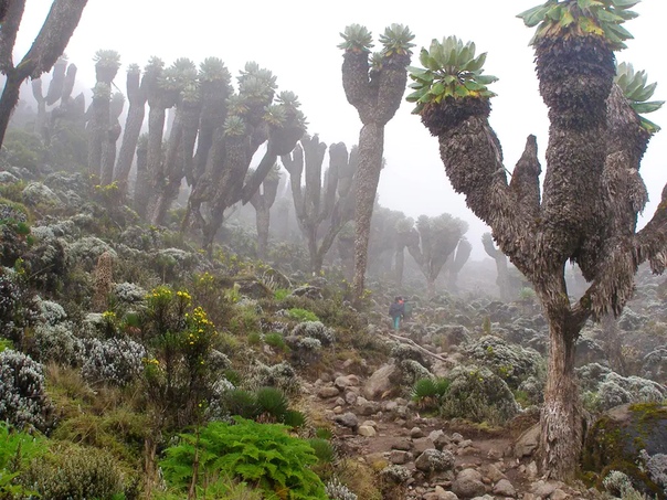 A prehistoric forest that grew on earth a million years ago was found on the slope of Kilimanjaro 2