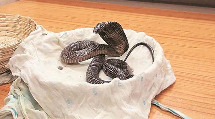 The bite of a king cobra is fatal in most cases / Photo: indianexpress.com