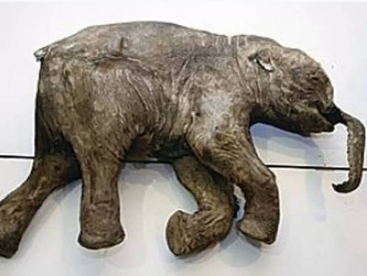 Baby mammoth who died of anthrax.
